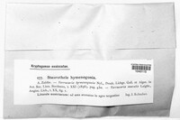 Image of Nesothele hymenogonia